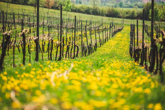 A delightful wine tasting in the scenic countryside with lunch - Jewish cemetery in the vineyards and the medieval castle viewpoints