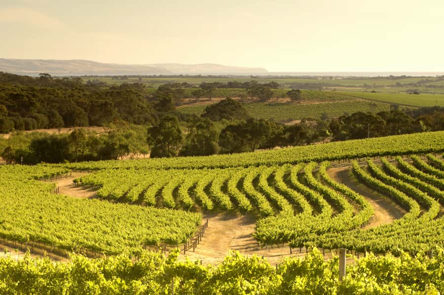 Adelaide: Half-day McLaren Vale & Glenelg Wine Tasting Tour - d’Arenberg Cube: the quick photo stop that breaks up the ride