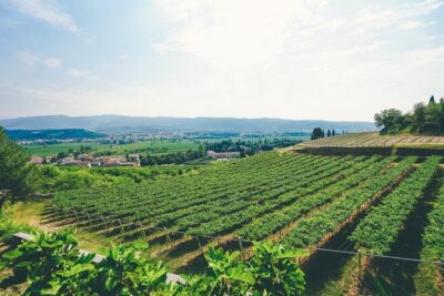 Amarone Wine-tasting Tour from Verona with Private Transportation - Meeting point at Teatro Ristori: quick start, no hotel chaos