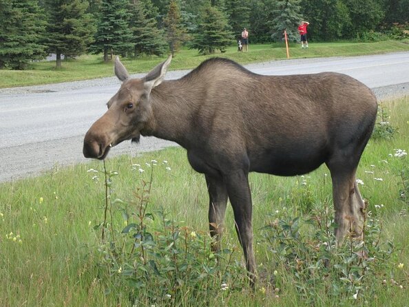 Anchorage Sightseeing and Food Tour - Available All Year Long! - Why This Anchorage Food and Sights Tour Feels Like a Real Day Out