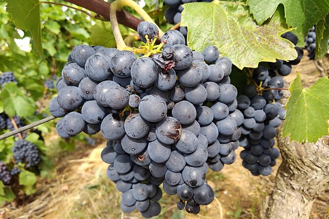 Beaujolais Half Day Wine Tasting Tour - Leaving Lyon at 9:00 am, headed for Beaujolais country