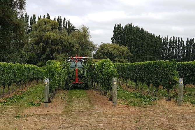 Beyond the Vines - Full-Day Marlborough Wine Tasting Tour - How the Vineyard Visits Actually Feel (Not Rushed, Still Efficient)
