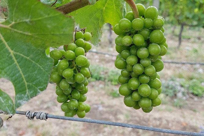 Beyond the Vines - Full-Day Marlborough Wine Tasting Tour - Guides Matter More Than You’d Think