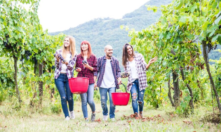 Boscotrecase: Vesuvius Wine Tasting Tour Lunch - Key highlights to know before you go