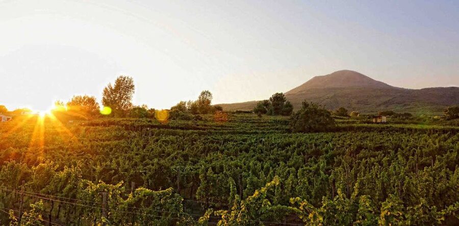 Boscotrecase: Vesuvius Wine Tasting Tour Lunch - Why Boscotrecase and Vesuvius make the wine feel special