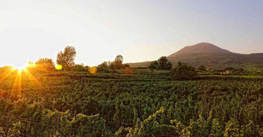 Boscotrecase: Vesuvius Wine Tasting Tour Lunch - The guided vineyard walk: what the guide teaches you
