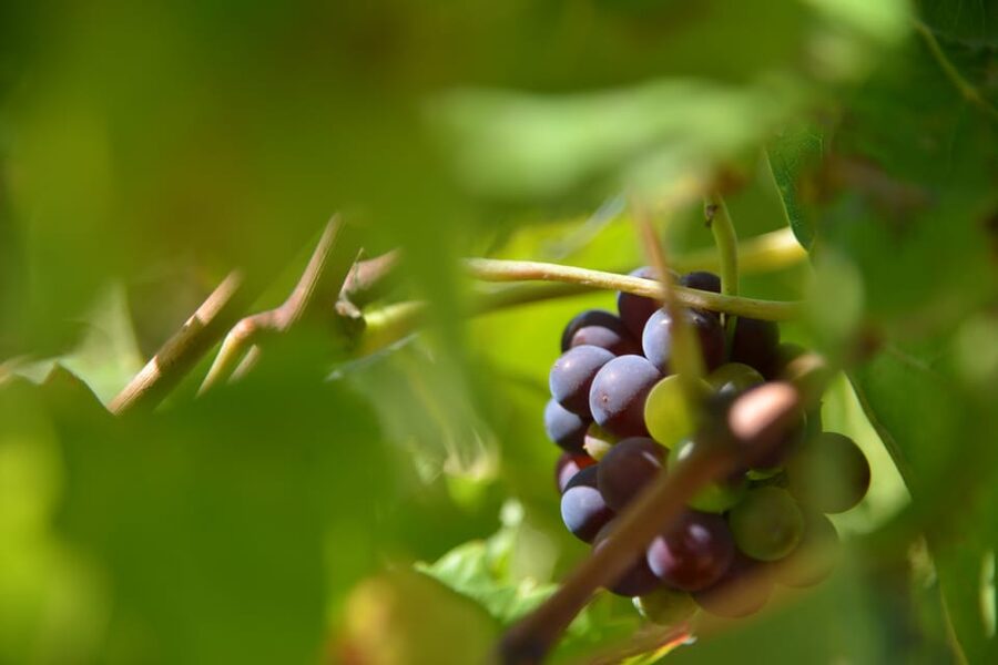 Burgundy Wines Full-Day Tasting Tour from Dijon - Who This Tour Is Best For (And When to Skip It)