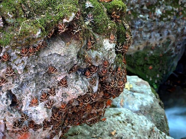 Butterfly Valley & Wine, Olive Oil, Honey Tasting Tour (Small Group) - Key highlights to know before you go