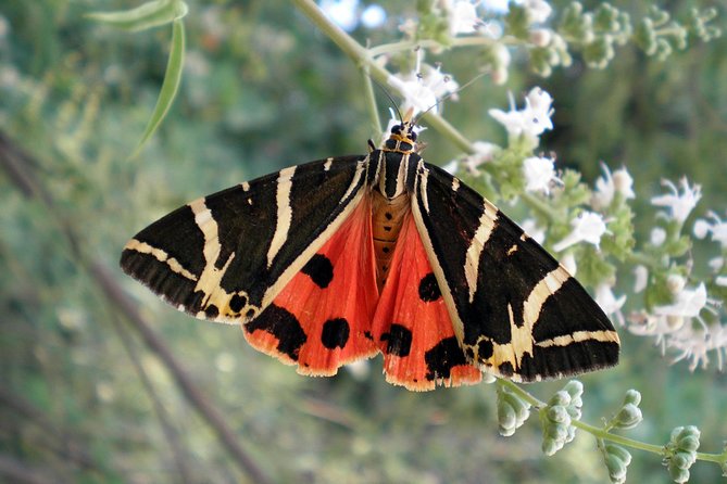 Butterfly Valley & Wine, Olive Oil, Honey Tasting Tour (Small Group) - Butterfly Valley in 40 minutes: a walk with seasonal payoff