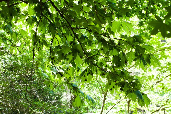 Butterfly Valley & Wine, Olive Oil, Honey Tasting Tour (Small Group) - The wine tasting experience: snacks, scenery, and a learning tone
