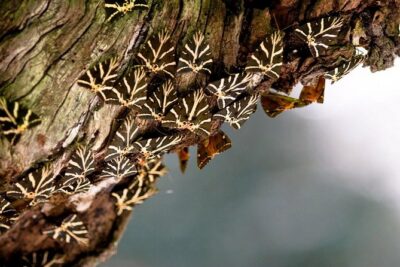 Butterfly Valley & Wine, Olive Oil, Honey Tasting Tour (Small Group) - Bee Museum + tastings: where the day turns from pretty to delicious