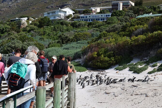 Cape Town: Cape of Good Hope, Table Mountain & Wine Tasting Tour - Boulders Beach African penguins: the main event