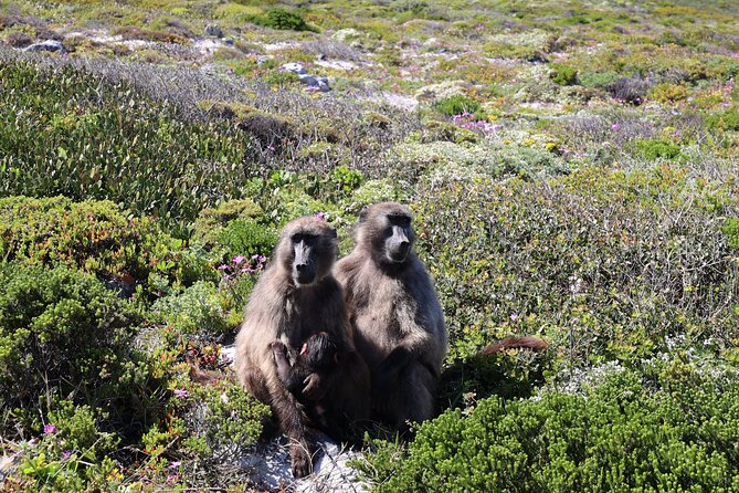 Cape Town: Cape of Good Hope, Table Mountain & Wine Tasting Tour - Cape of Good Hope nature reserve and the Cape Point lighthouse