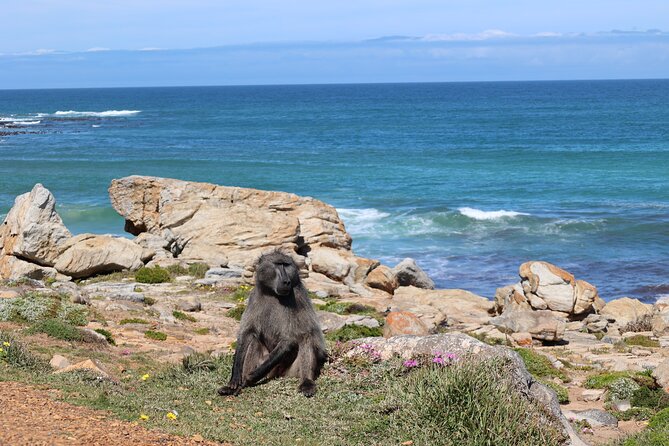 Cape Town: Cape of Good Hope, Table Mountain & Wine Tasting Tour - Cape Point Vineyards wine tasting with up to 5 samples