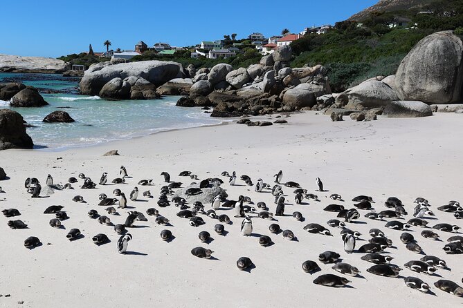 Cape Town: Cape of Good Hope, Table Mountain & Wine Tasting Tour - Chapman’s Peak Drive: the quick ocean-view fix