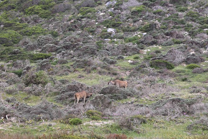 Cape Town: Cape of Good Hope, Table Mountain & Wine Tasting Tour - Camps Bay and Maiden’s Cove: your Kodak moment stop