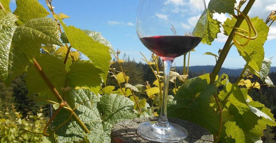 Carmel Valley Wine Tasting Tour - How the tasting rooms work: 4–5 wines per stop, not random sips