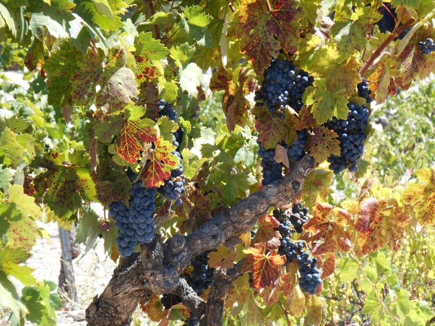 Carmel Valley Wine Tasting Tour - The education side: Monterey wine production, explained in plain language