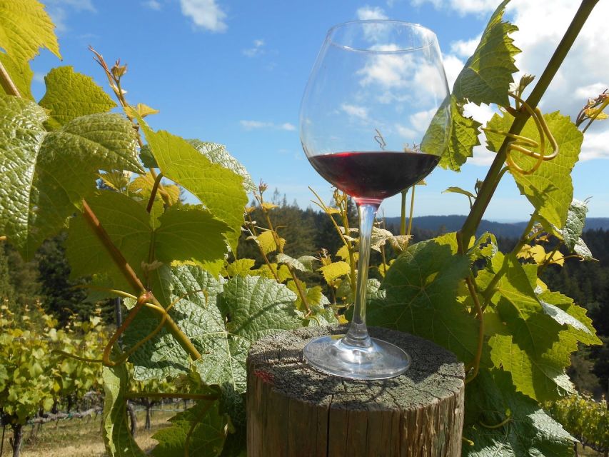 Carmel Valley Wine Tasting Tour - Your first stop: a vineyard walk that sets the right questions