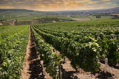 Champagne Tasting Tour Day Trip From Paris - Morning pickup in central Paris and why the start time matters