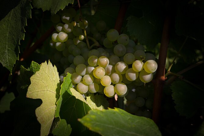 Champagne Tasting Tour Day Trip From Paris - Avenue de Champagne lunch: picnic viewpoints when the weather is good