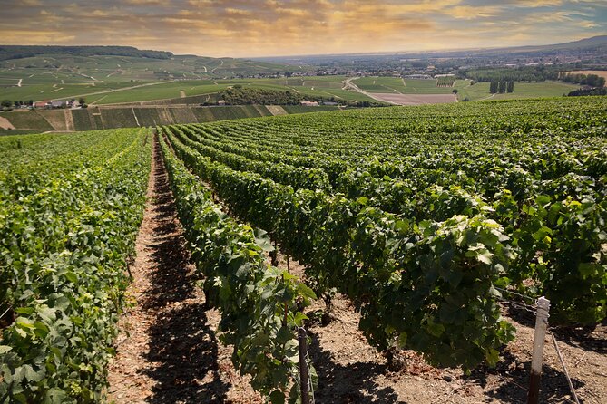 Champagne Tasting Tour Day Trip From Paris - Morning pickup in central Paris and why the start time matters