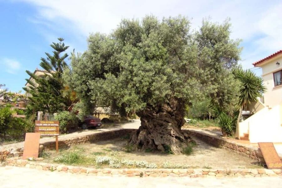 Chania Area: Food Tasting Tour with Winery Visit - Why the oldest olive tree in Vouves is the best opener