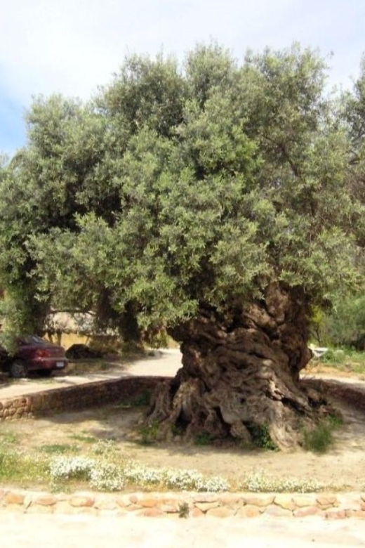 Chania Area: Food Tasting Tour with Winery Visit - Who this tour fits best (and who might prefer something else)