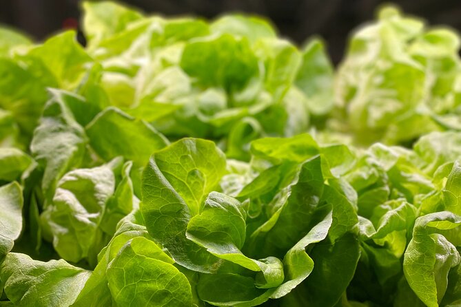 Charleston Farm-to-Table Food Tour and Chef's Challenge - How the timing works: a tight 2–3 hours in central Charleston