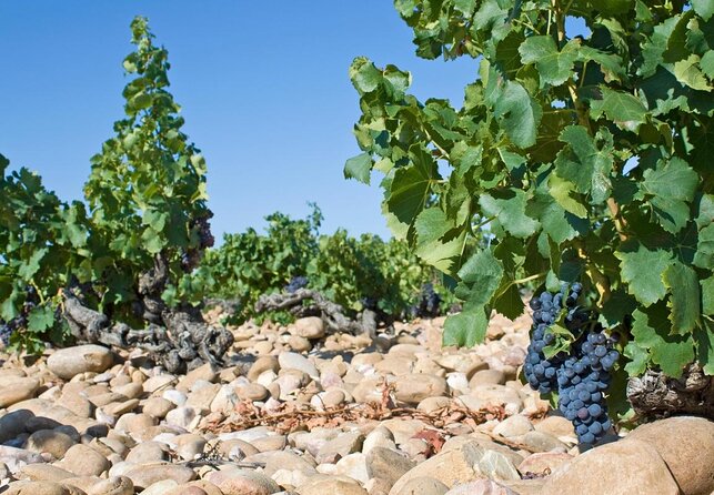 Châteauneuf du Pape Wine Day Tasting Tour including Lunch from Avignon - Key Points to Know Before You Go