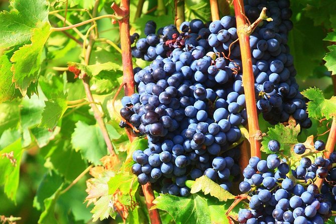 Châteauneuf du Pape Wine Day Tasting Tour including Lunch from Avignon - Getting Your Wines Home: Buying Without Stress