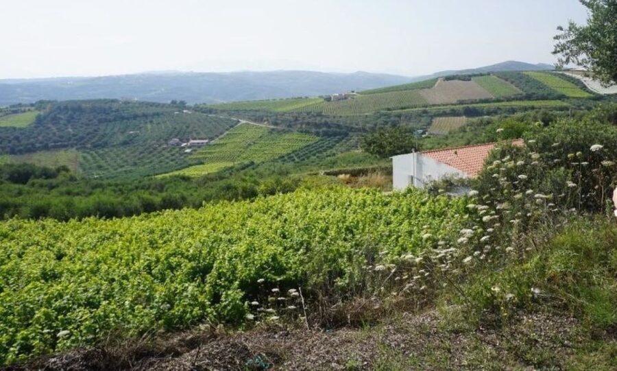 Crete: Full-Day Cretan Wines, Olive Oil, Raki and Food Tour - The organic winery visit: vineyards, views, and a 5-wine tasting