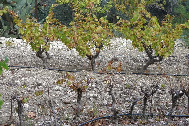 Cyprus: Troodos Mountain Food & Wine Tasting Tour with Lunch - Winery Time in Troodos: Indigenous Grapes and a Proper Pour