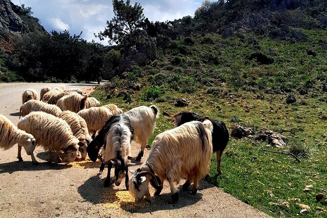 Eat & Crete Food Tour [non-touristy] Chania Villages - Lefka Ori Wine Cellar: The Family Tasting Moment