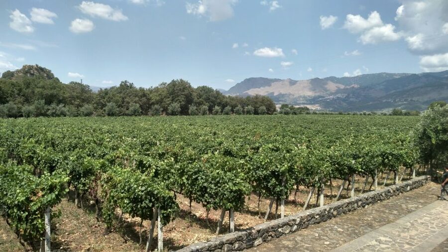 Etna: Wine Tasting and Food Tour - Key things you’ll notice on this Etna tour