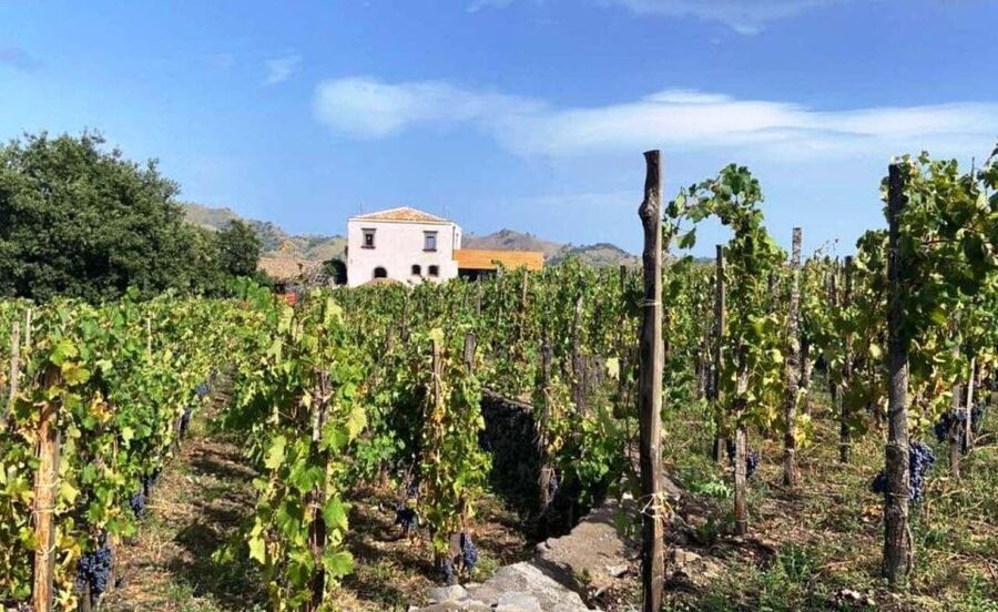 Etna: Wine Tasting and Food Tour - From Catania pickup to early-evening return: how the day is paced