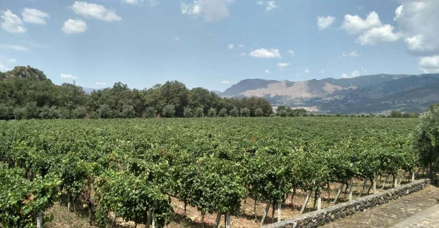 Etna: Wine Tasting and Food Tour - Two wineries and a sommelier’s story: tasting Etna wines the way they want you to taste them