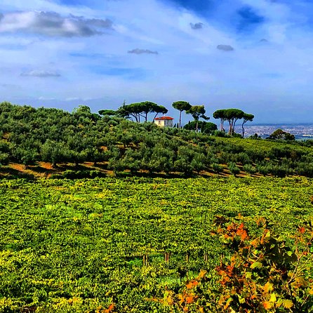 Frascati Wine Tasting Tour: The Flavors of the Roman Countryside - Group size and pace: the part that can make or break your day