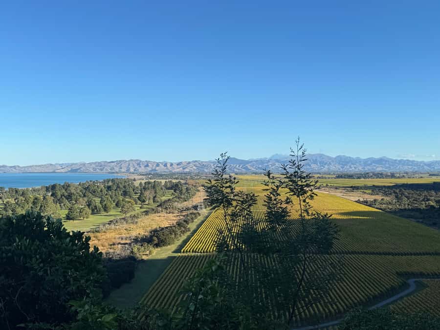 From Blenheim/Picton: Marlborough Gourmet Wine Tasting Tour - Key highlights that make this Marlborough day feel worth it