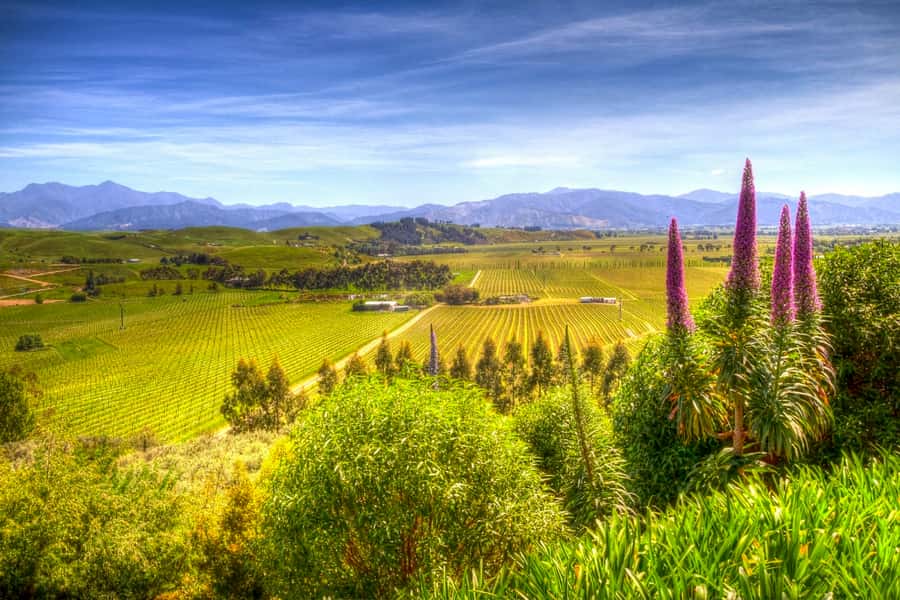 From Blenheim/Picton: Marlborough Gourmet Wine Tasting Tour - A 6-hour Marlborough day built for tasting, not rushing