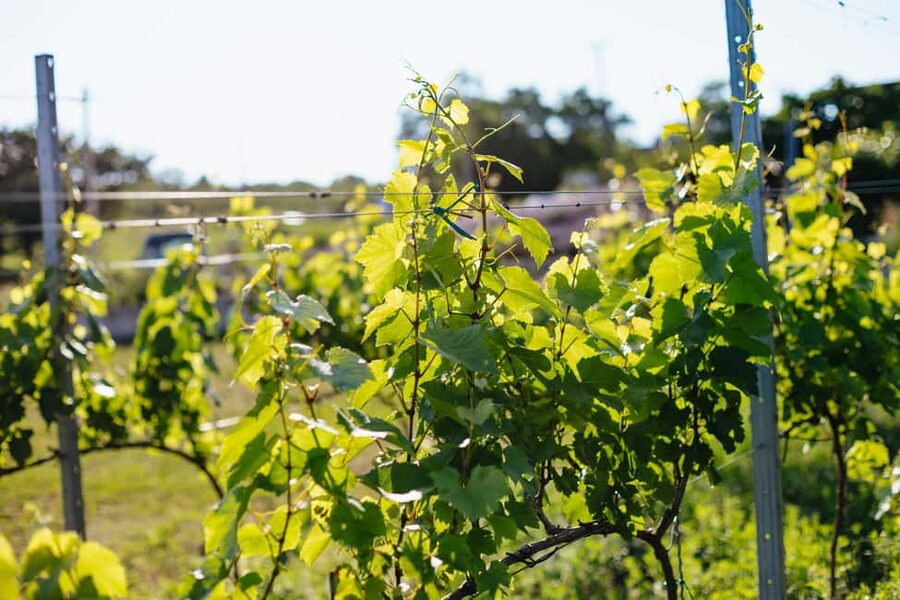 From Budapest: Etyek Wine Tasting Tour with 3-Course Meal - Stop at Family Wineries: Cellar Tours and Real Winemaker Talk