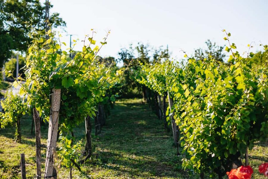 From Budapest: Etyek Wine Tasting Tour with 3-Course Meal - Price and Value: Is $102 a Good Deal?