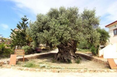 From Chania: Olive Oil, Wine, Cheese & Honey Tasting Tour - Getting out of Chania: pickup time and how the coach day feels