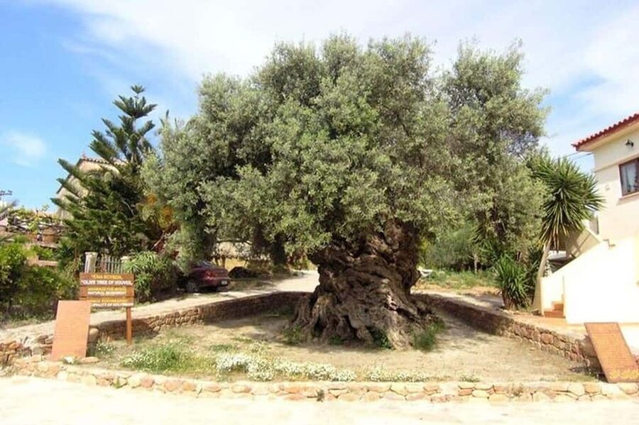 From Chania: Olive Oil, Wine, Cheese & Honey Tasting Tour - Getting out of Chania: pickup time and how the coach day feels