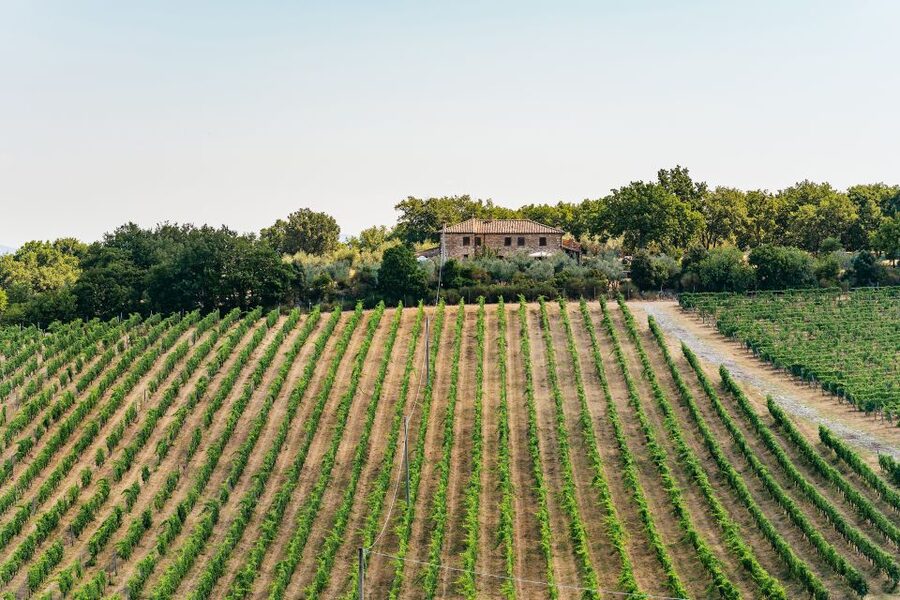 From Florence: Small Group Wine Tasting Tour to Tuscany - Guides and Drivers: The People Who Make It Feel Effortless