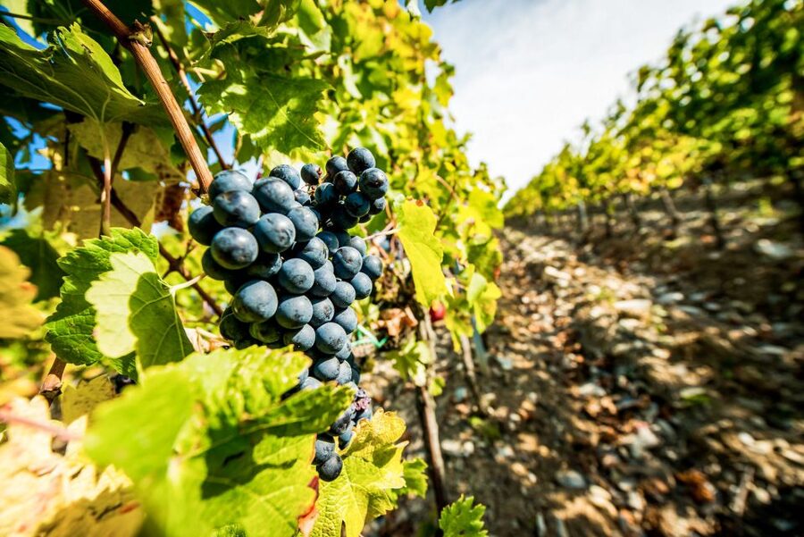 From Florence: Tuscany Wine & Food Tour with Guide - Food on the tour: Tuscan lunch with cured meats, bruschetta, pasta, and dessert