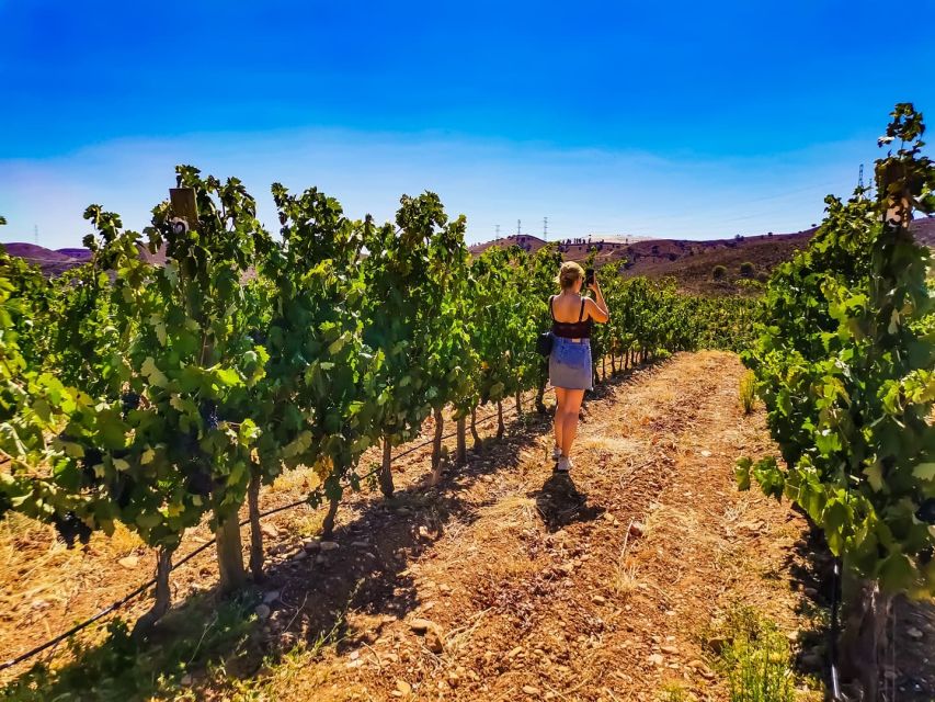 From Lagos: Small-Group 4-Hour Wine Tasting Tour - Price and timing: is $76 good value for a 4-hour tour?