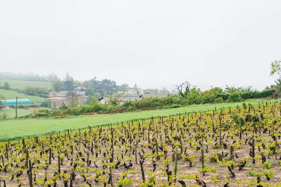 From Lyon: Golden Stones Beaujolais Wine Tasting Tour - What You Taste: A Realistic Beaujolais Mix (Not a Wine Degree)