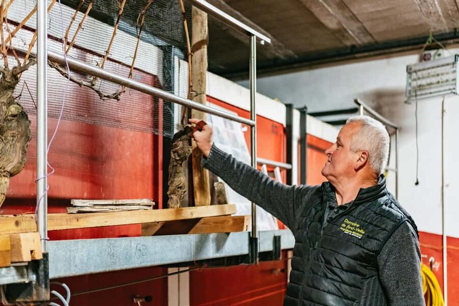 From Lyon: Golden Stones Beaujolais Wine Tasting Tour - Bellecour Square to the vineyards: how the half-day actually feels