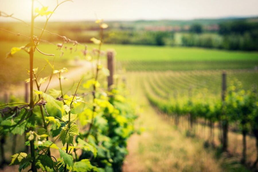 From Naples: Pompeii and Wine Tasting Tour with Lunch - Why Pompeii and Vesuvius make such a strong pairing